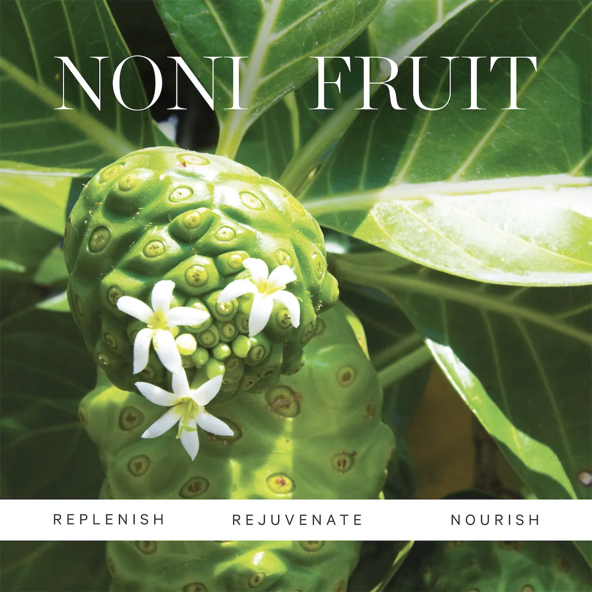 Noni Night AHA Resurfacing Serum